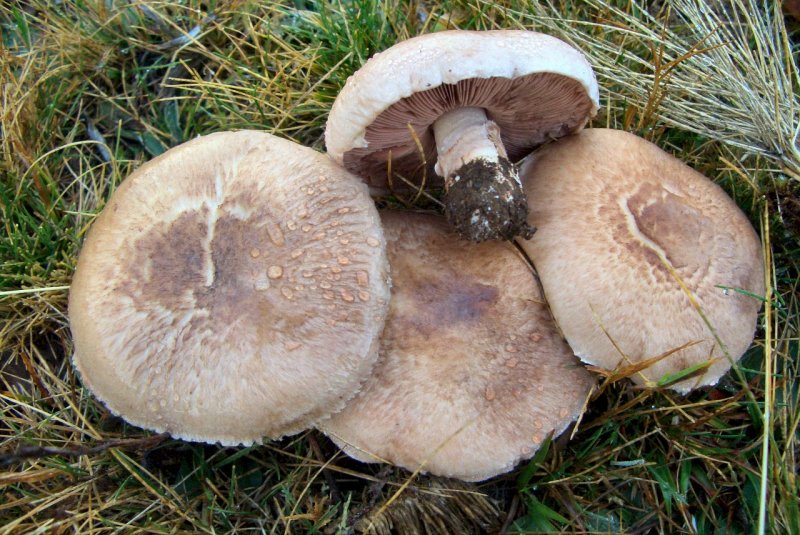 Agaricus sp